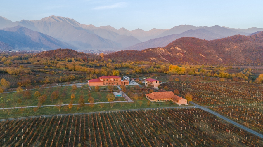 როგორია რთველის მიმდინარეობა კახეთში - Chelti Winery-ის შეფასება