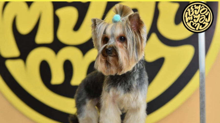 ვგეგმავთ პატარა ფილიალების გახსნას ქალაქის ყველა უბანში - „ცუგრუმელა“