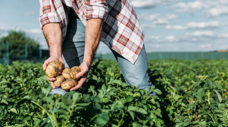 მაღალი მომგებიანობით გამოირჩევა ინტენსიური ტიპის მეფრინველეობის ფერმები - სებ