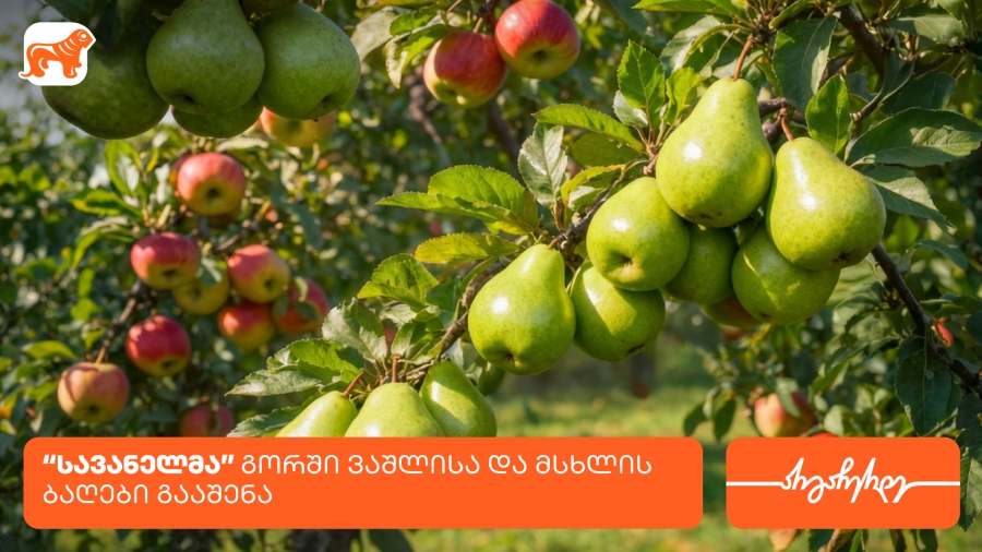 კომპანია სავანელმა გორში ხეხილის ბაღები გააშენა - მხარდამჭერი საქართველოს ბანკია