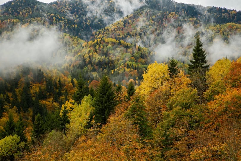 ხე-ტყის უკანონოდ მოპოვებისა და ტრანსპორტირების ფაქტებზე კანონმდებლობა გამკაცრებულია