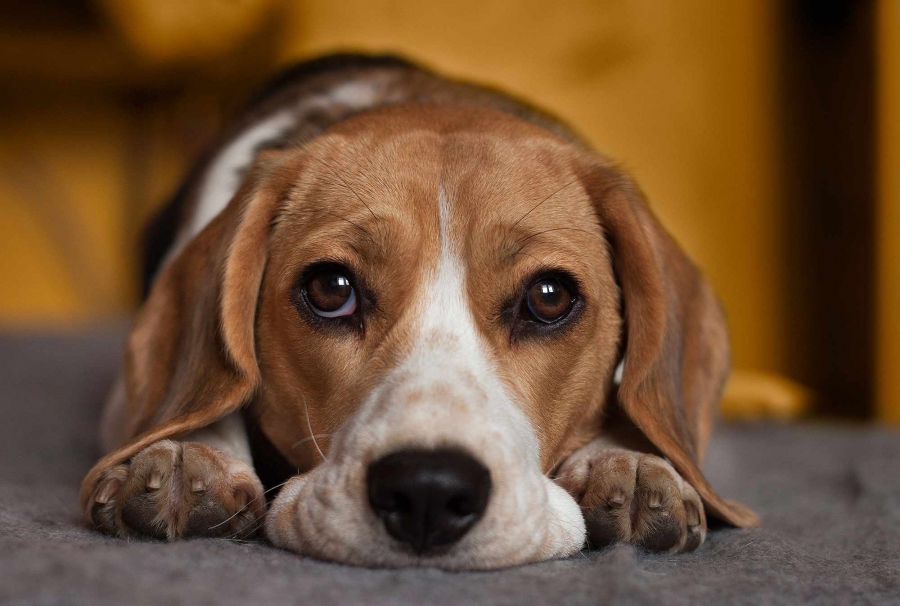 1 იანვრიდან ძაღლის გასეირნების წესის თაობაზე რეგულაცია არ იცვლება და მეპატრონეს შეუძლია ძაღლი გაასეირნოს როგორც მხოლოდ ალიკაპის, ისე მხოლოდ საბელის გამოყენებით - მაია ბითაძე