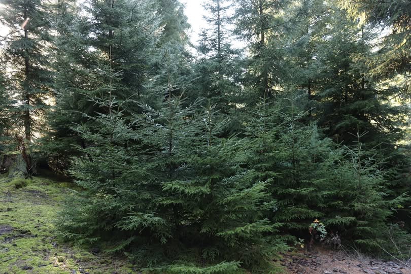 ახალი წლის მოახლოებასთან დაკავშირებით ნაძვის მოჭრაზე კანონმდებლობა მკაცრდება