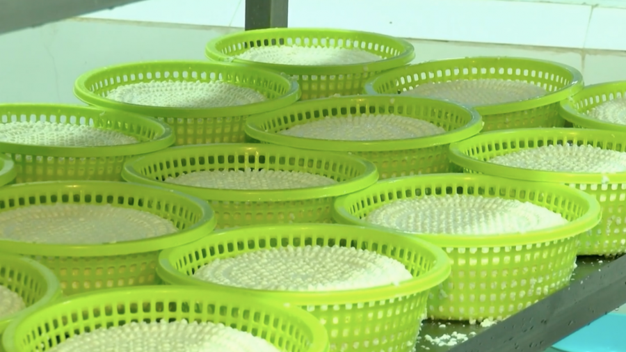 სურსათის ეროვნულმა სააგენტომ იმერეთში ყველის არალეგალური საწარმოები გამოავლინა