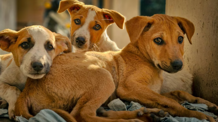 ცხოველის მოშენება დასაშვებია მხოლოდ რეგისტრირებული საშენის, ან არაკომერციული მიზნით მეპატრონის მიერ