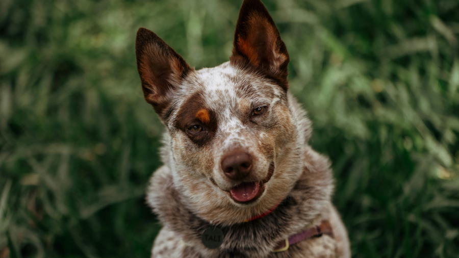 2027 წლის 1 იანვრიდან შინაური ბინადრების მეპატრონეებისთვის ადმინისტრაციული სანქციები ამოქმედდება