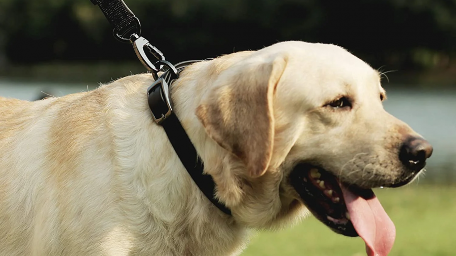 1 ივლისიდან იფუნქციონირებს იდენტიფიკაცია-რეგისტრაციის მონაცემთა ერთიანი ბაზა, რომელიც უზრუნველყოფს ყველა ცხოველის მიკვლევადობას