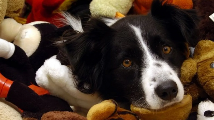 თბილისში ძაღლების ჩიპირების უფასო პროგრამის ამოქმედება იგეგმება