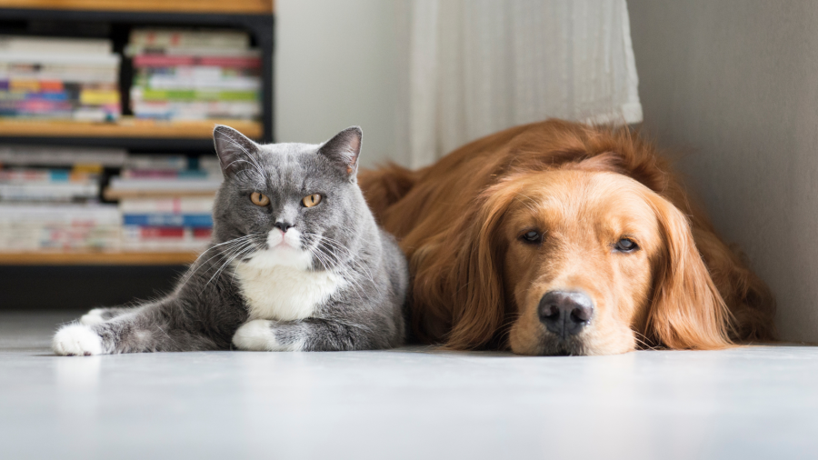 1 იანვრიდან შინაური ცხოველების მოვლისა და კონტროლის ახალი რეგულაციები შედის ძალაში