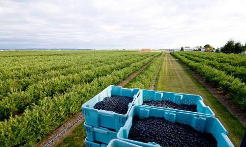 With the support of the Lead Generation Program, a significant volume of Georgian blueberries has been exported to the EU and UK markets