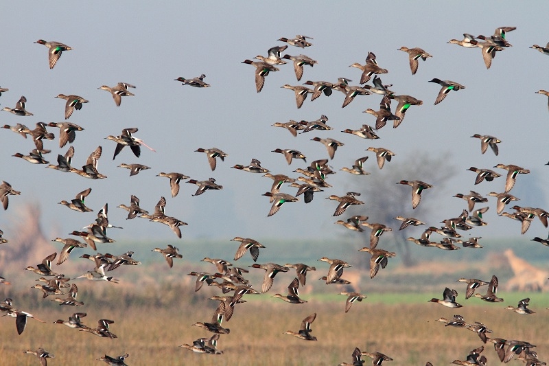 პირველი მარტიდან ნადირობა იკრძალება