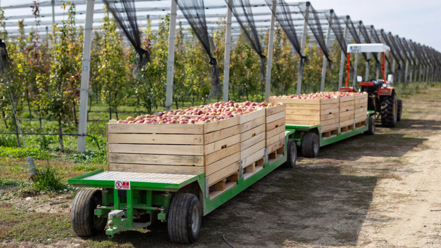 რომ არ ყოფილიყო ის სახელმწიფო პროგრამები, რომლებიც შექმენით 2013 წელს, ჩვენ ასეთ რისკიან ბიზნესს ხელს არ მოვკიდებდით - შპს „ტირიფონის ხილის“ წარმომადგენელი ზურაბ გოჯიაშვილი