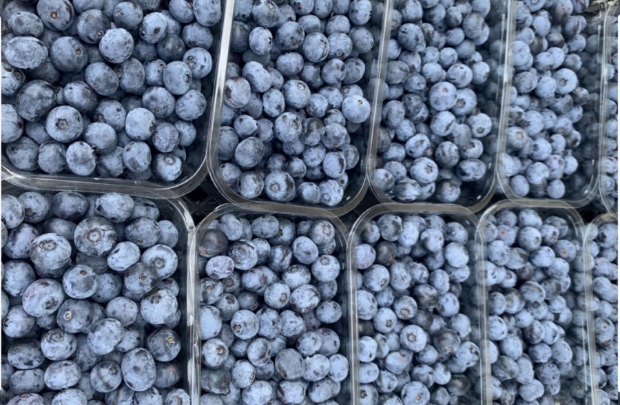 საქართველოში მოყვანილი მოცვის მთავარი საექსპორტო მიმართულებები