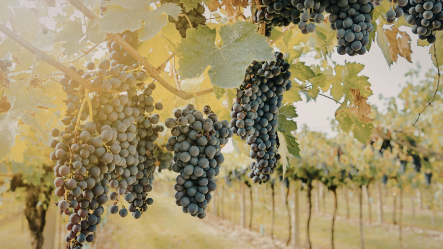 ვენახების გაშენებაზე თანხმობა ევროკავშირის ღვინის მწარმოებელ ყველა ქვეყანაში გაიცემა - ლევან მეხუზლა