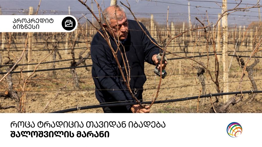 როცა ტრადიცია თავიდან იბადება - შალოშვილის მარანი