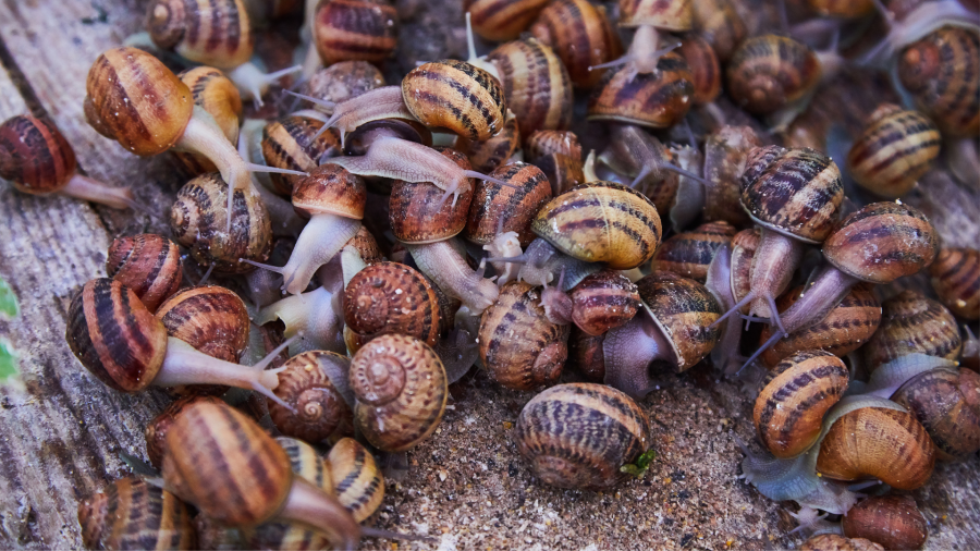 „ნადი ჯგუფი“ წარმოების გაზრდასა და 400 ათას ევრომდე ინვესტიციას გეგმავს