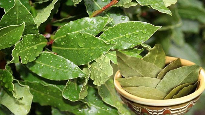 ექსპორტირებული დაფნის ფოთლის რაოდენობა 60%-ით, ხოლო ღირებულება 51%-ით გაიზარდა