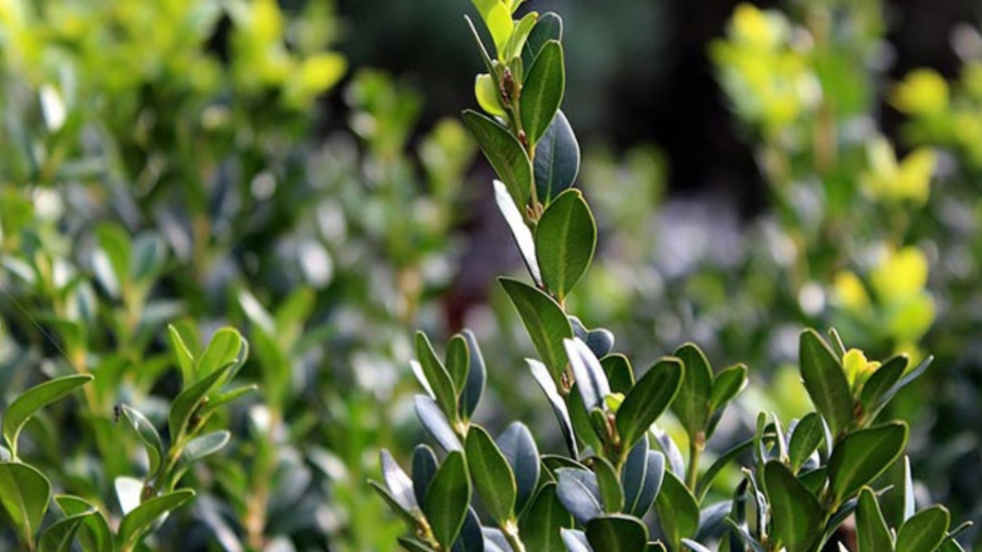 Georgia tightens controls on box tree cutting ahead of Palm Sunday