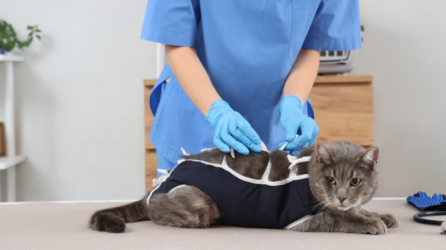 ეტაპობრივად უნდა მოვახდინოთ უპატრონო ცხოველების სტერილიზაცია-კასტრაცია იმის გამო, რომ შევამციროთ ჰიპერპოპულაცია - ლაშა ავალიანი