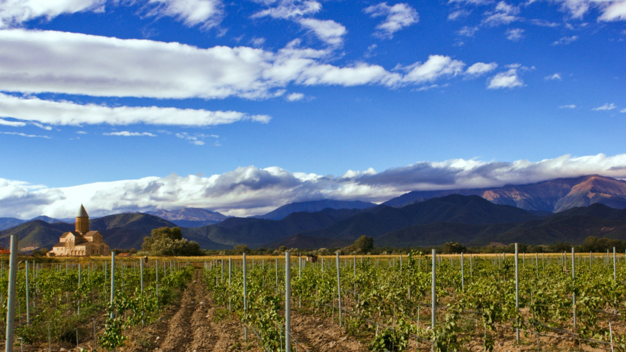 ვენახების გაშენებაზე თანხმობა ევროკავშირის ღვინის მწარმოებელ ყველა ქვეყანაში გაიცემა - ლევან მეხუზლა