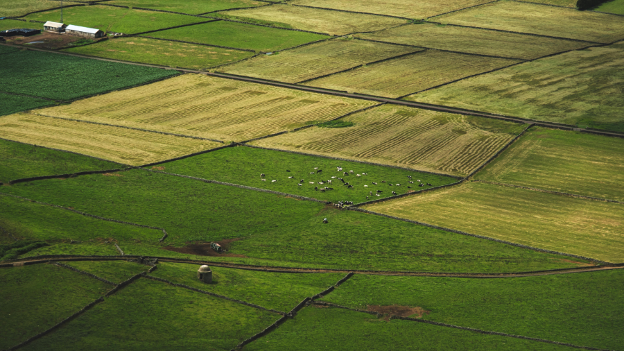 აგროდაზღვევა მცირედით, მაგრამ მზარდია - დავით ონოფრიშვილი
