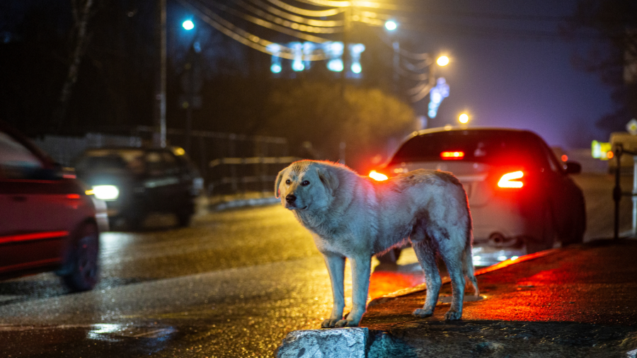 ვეტერინარული კლინიკები ძაღლების ჰიპერპოპულაციის მართვის პროგრამაში ჩაერთვებიან