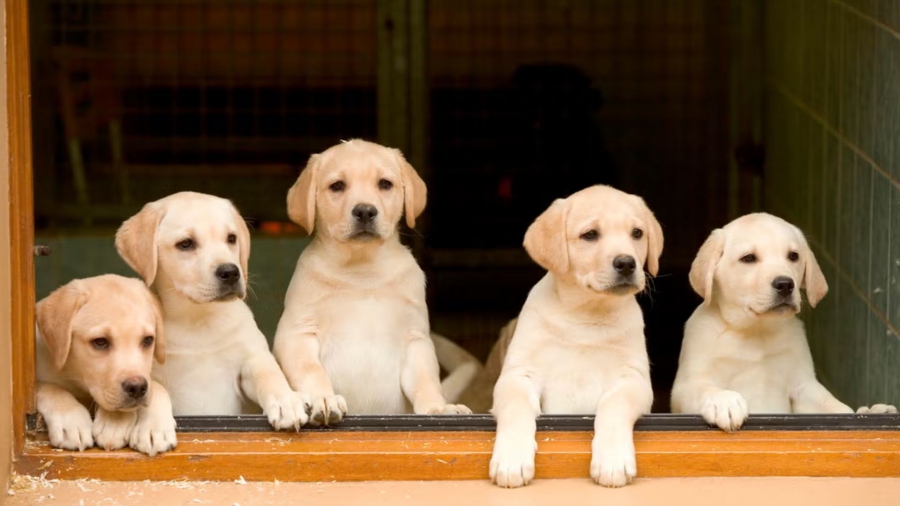 Food Agency denies claims that stray dogs are being put down, insisting animals are collected for veterinary treatment only