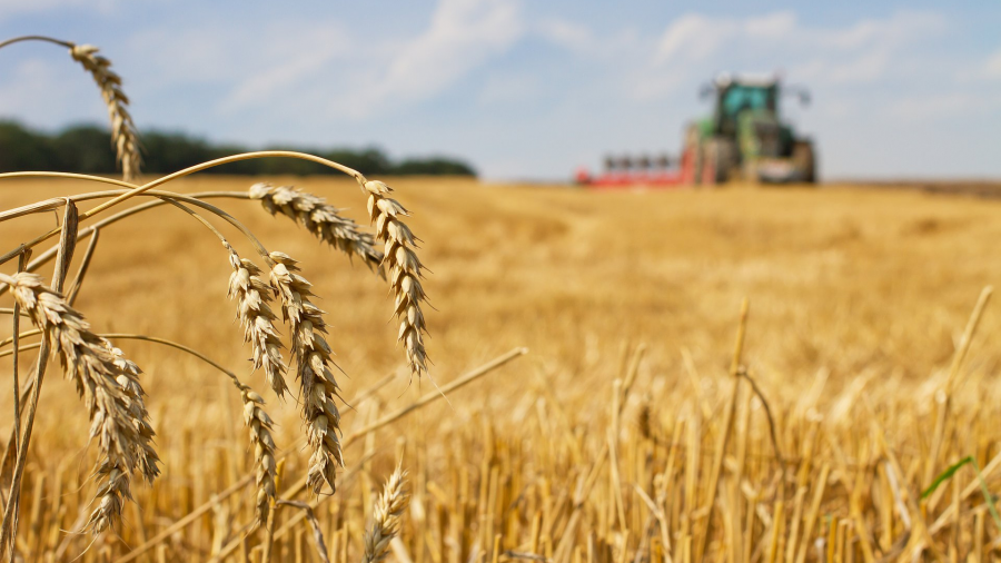 Wheat production decreases, while barley increases in 2025 - GeoStat