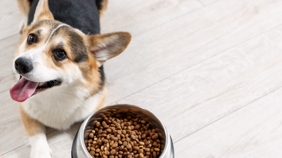 ჩინეთის $24 მილიარდიანი შინაური ცხოველების საკვების ბაზარი აქტიურად ვითარდება - როგორია კონკურენცია გლობალურ ბრენდებთან