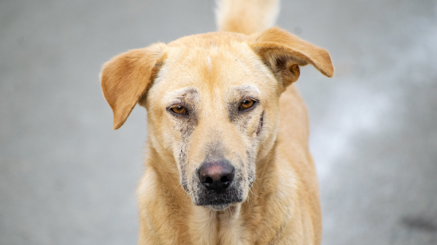 12 of 29 neutered animals to return to Zugdidi today; remaining 17 expected this evening or tomorrow morning - Deputy Agriculture Minister