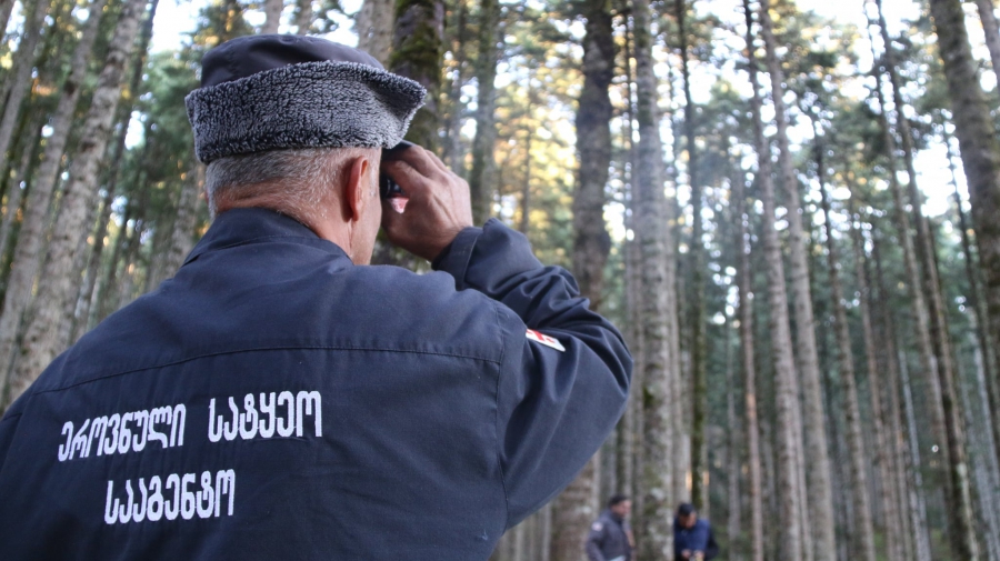 ეროვნული სატყეო სააგენტო უახლოეს პერიოდში 401 ტყის მცველისა და დამატებით 100 სპეციალისტის აყვანას გეგმავს