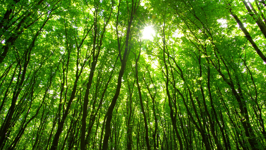 სატყეო რეფორმა დასკვნით ფაზაშია - დათა კობახიძე