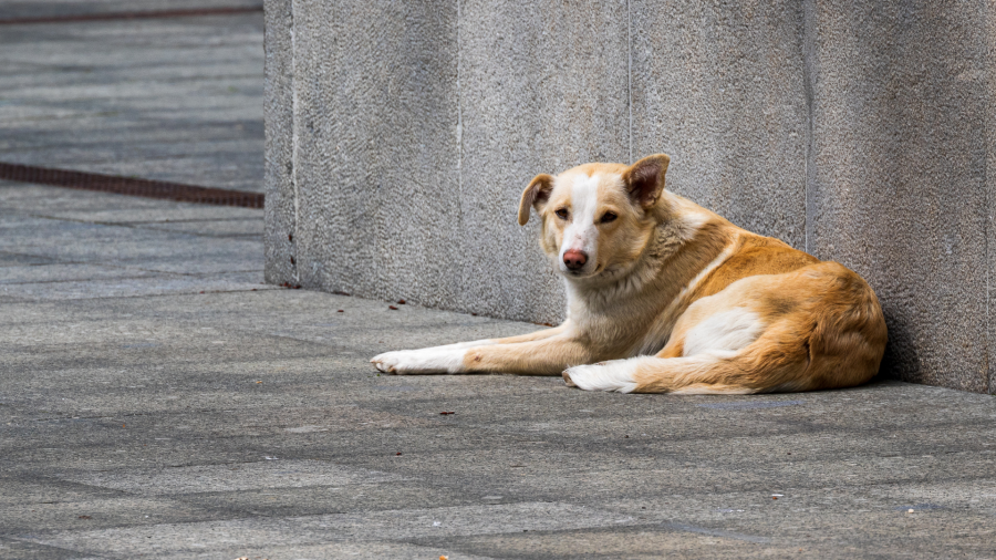 უშუალოდ ბაგა-ბაღის ჭიშკრის წინ არ უნდა მოხდეს ცხოველის დატოვება, თუმცა ეს არ ზღუდავს ახლო ტერიტორიაზე მის დაბრუნებას - ლაშა ავალიანი