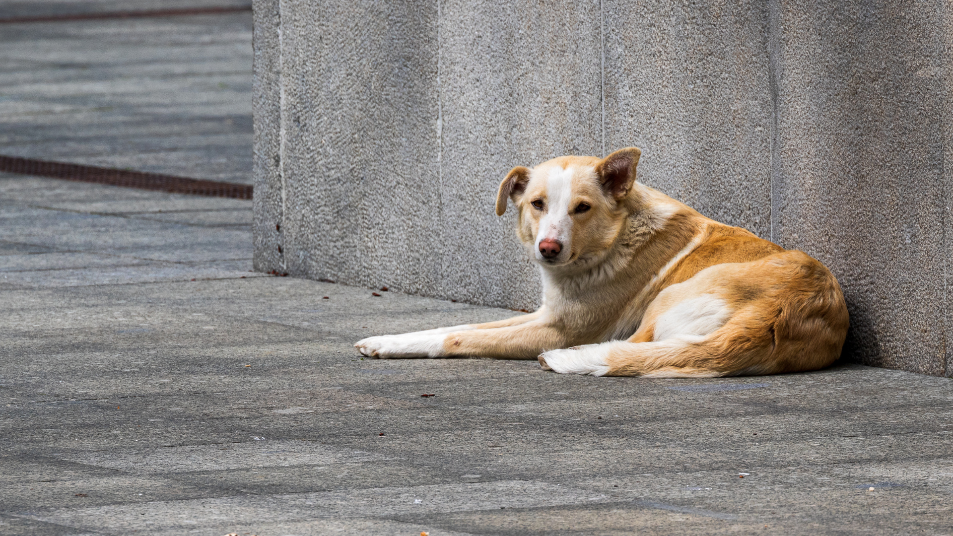 უშუალოდ ბაგა-ბაღის ჭიშკრის წინ არ უნდა მოხდეს ცხოველის დატოვება, თუმცა ეს არ ზღუდავს ახლო ტერიტორიაზე მის დაბრუნებას - ლაშა ავალიანი