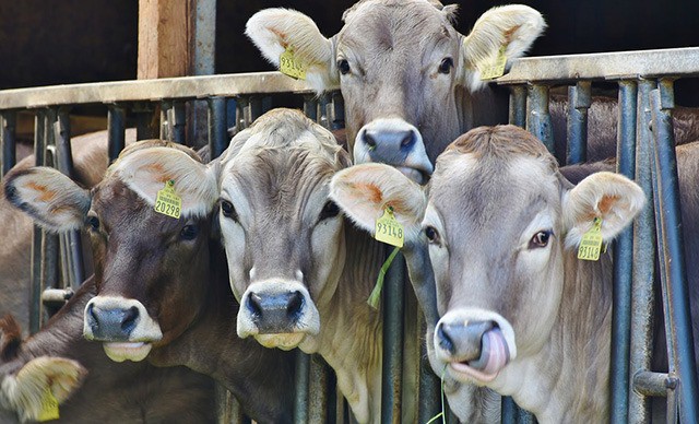 მეორე კვარტალში მსხვილფეხა რქოსანი პირუტყვის სულადობა შემცირდა, ფრინველის რაოდენობა კი გაიზარდა