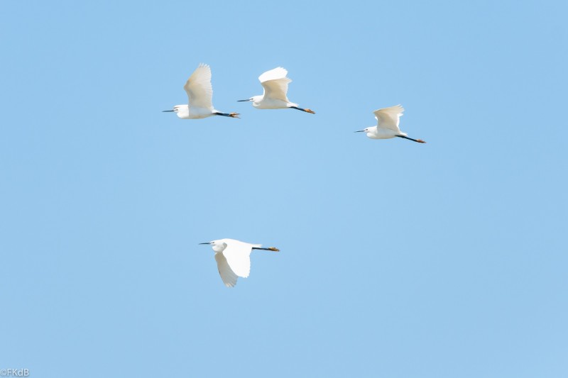აჭარაში ფრინველებზე დაკვირვების საერთაშორისო ფესტივალი მიმდინარეობს