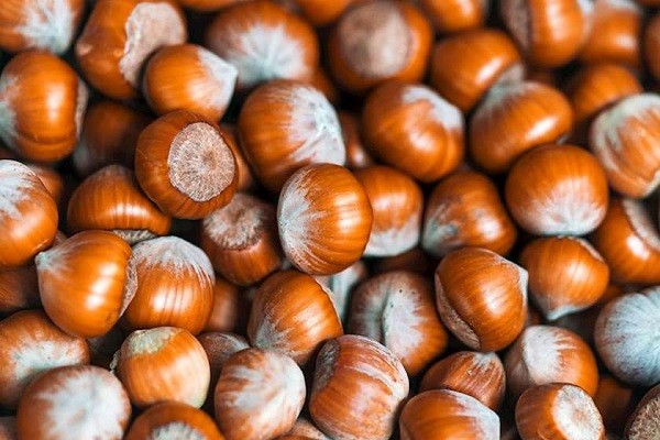 თხილის წარმოების ხელშეწყობის პროგრამაში რეგისტრაცია 4 დეკემბერს დაიწყება