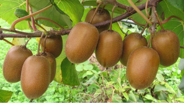 უამინდობის გამო კივის მოსავლიანობა წელს 30%-ით ნაკლებია - მწარმოებელთა ასოციაცია