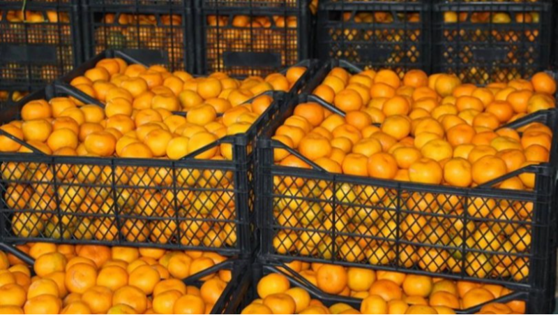 მიმდინარეობს ბაზრების დივერსიფიკაცია, ციტრუსი გერმანიაში, ბულგარეთსა და ბალტიისპირეთის ქვეყნებშიც გავიდა - სამინისტრო