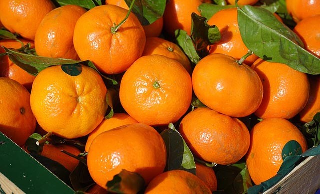 რა აფერხებს ევროკავშირში ციტრუსის ექსპორტს