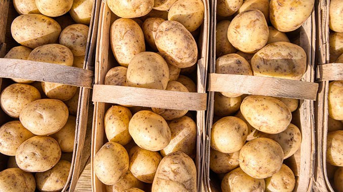 საქართველოში კარტოფილის იმპორტში, რუსეთი პირველია