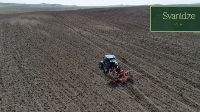 გიორგი სვანიძის ზეთისხილის მეურნეობა თანამედროვე, ინოვაციური ტექნიკის გამოყენებით ფართოვდება 