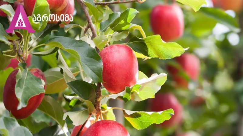 2024 წლისთვის აგრარული პრეპარატების ასორტიმენტს 20%-ით ვზრდით - ,,აგროსიმა